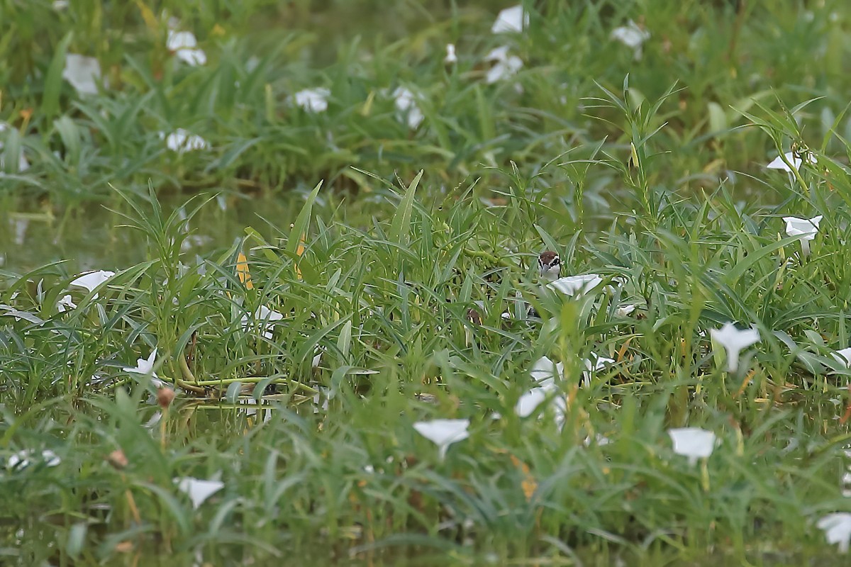 Pheasant-tailed Jacana - ML272523321