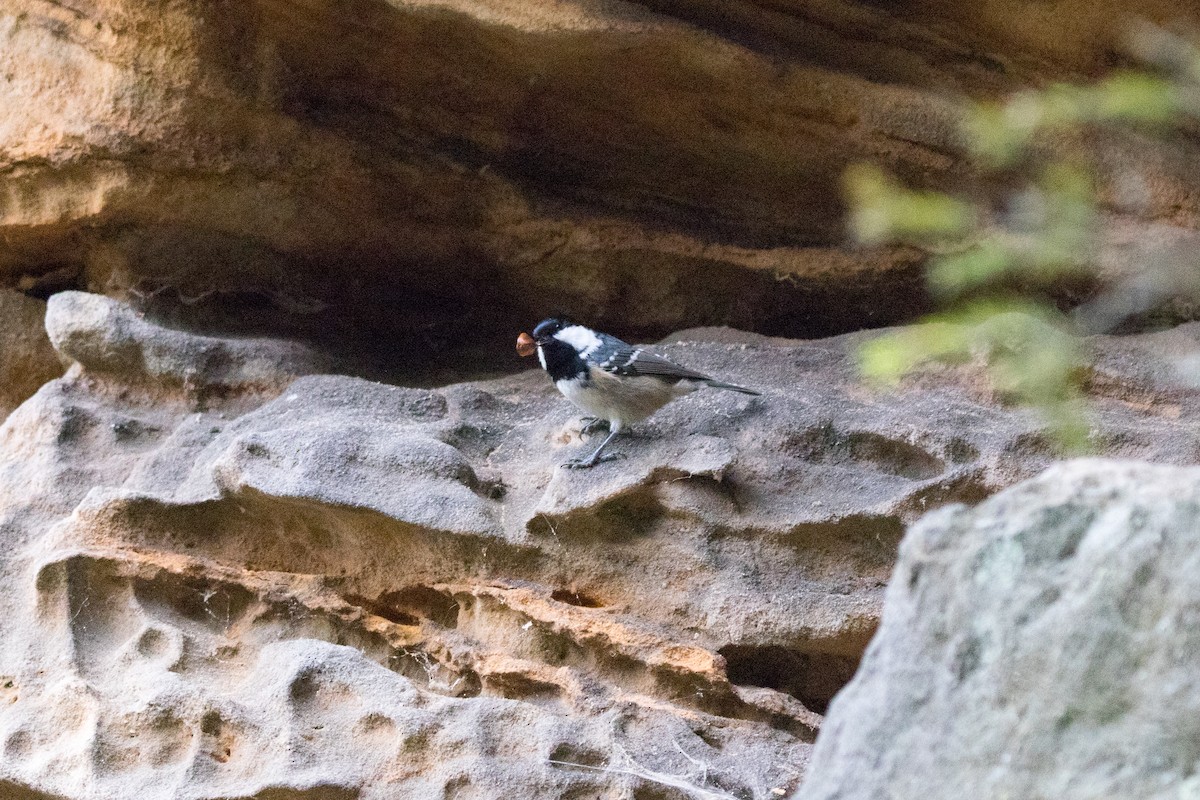 Coal Tit - ML272524291