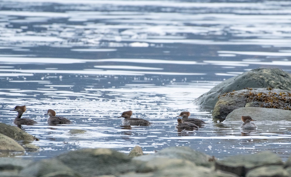 Hooded Merganser - Martin Bélanger