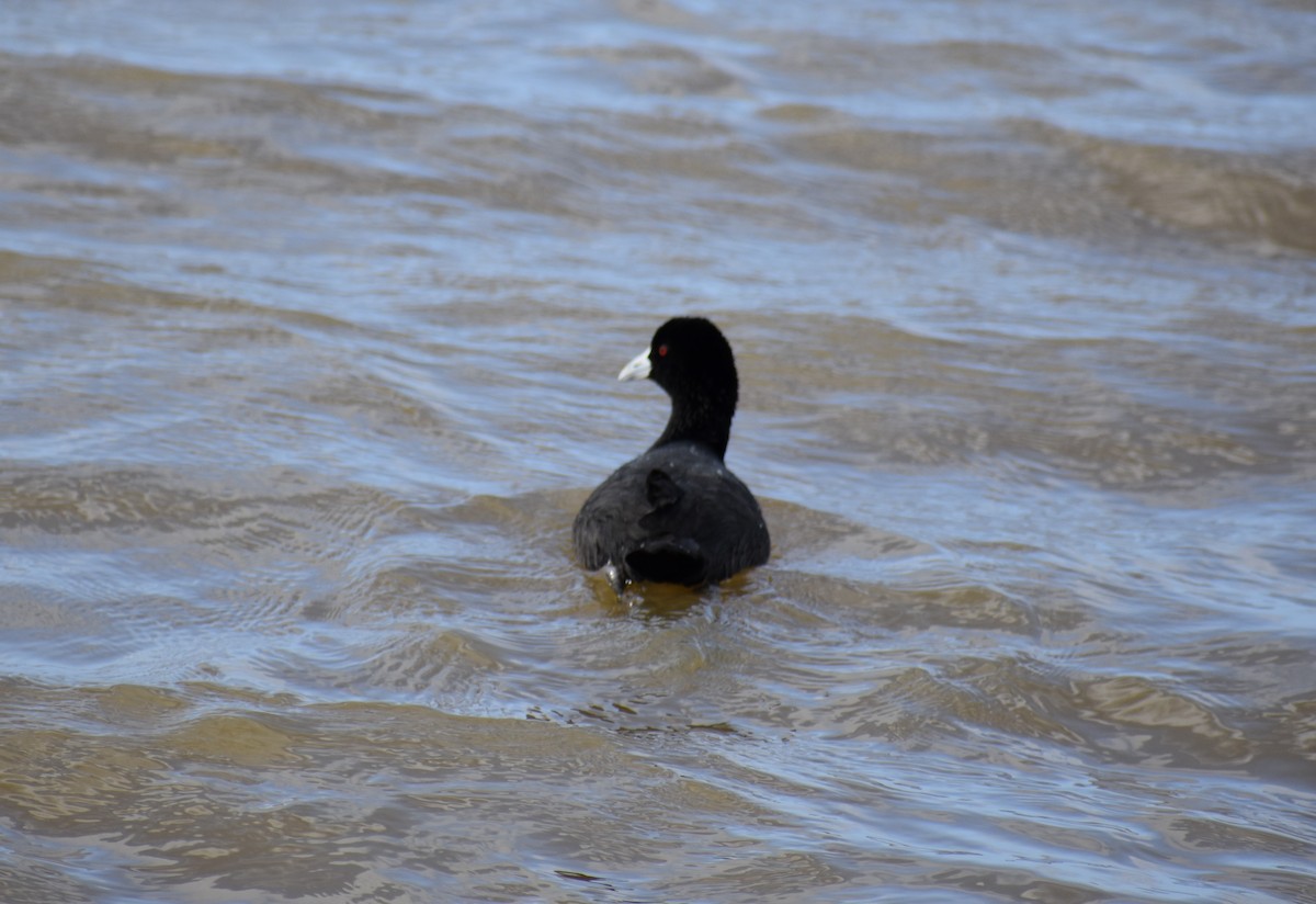 Eurasian Coot - ML272527151