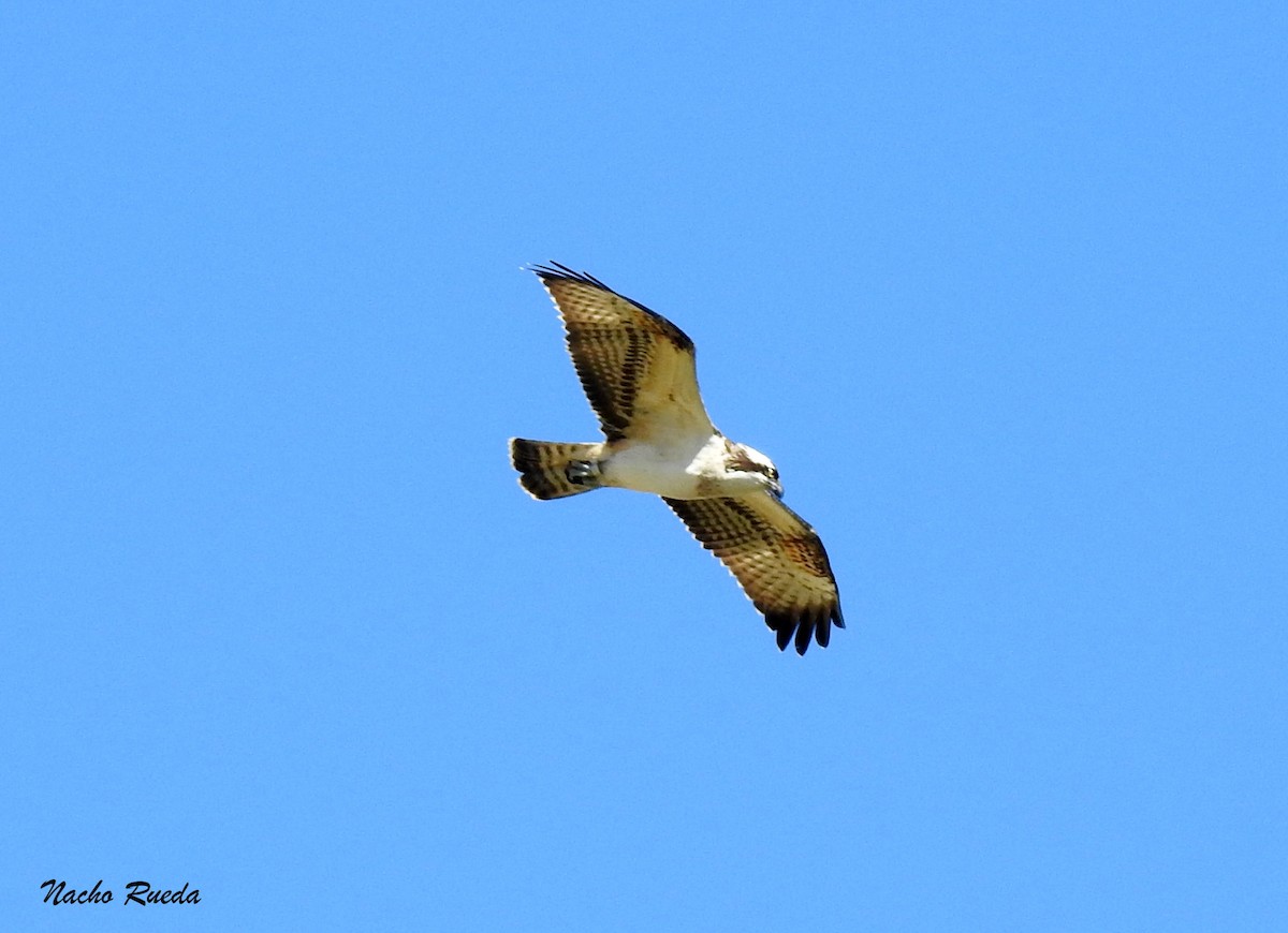 Osprey - ML272527341