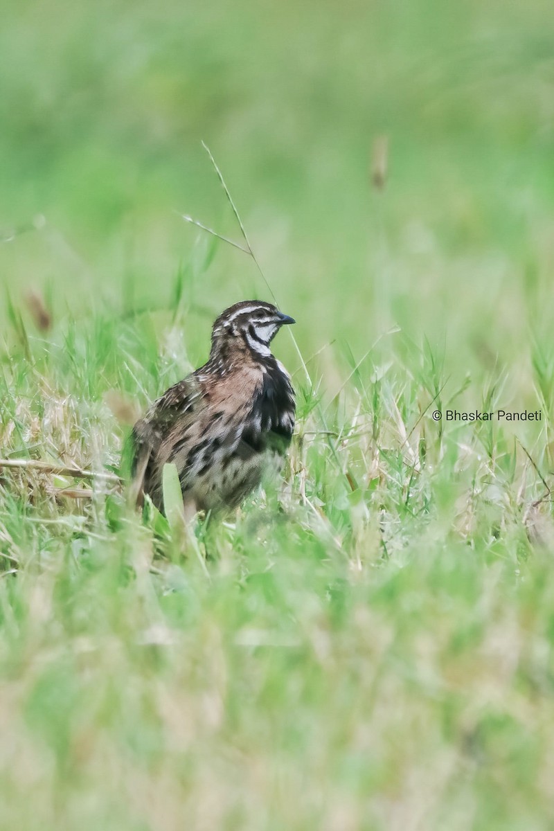 Rain Quail - ML272528881