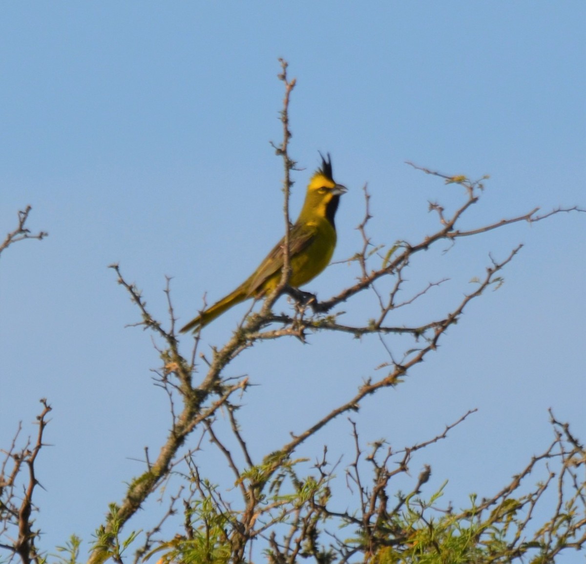 Yellow Cardinal - ML272529461