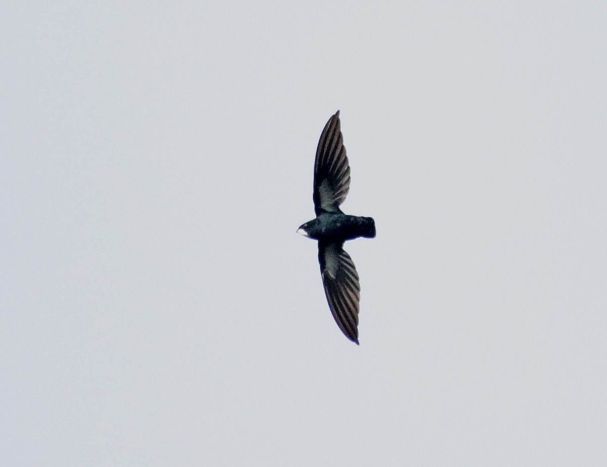 Philippine Spinetail - Chris Chafer