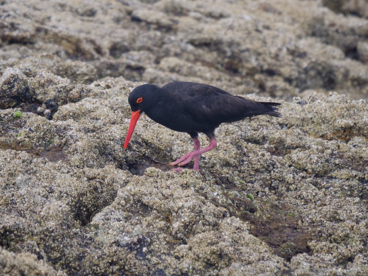 Sooty Oystercatcher - ML272535361