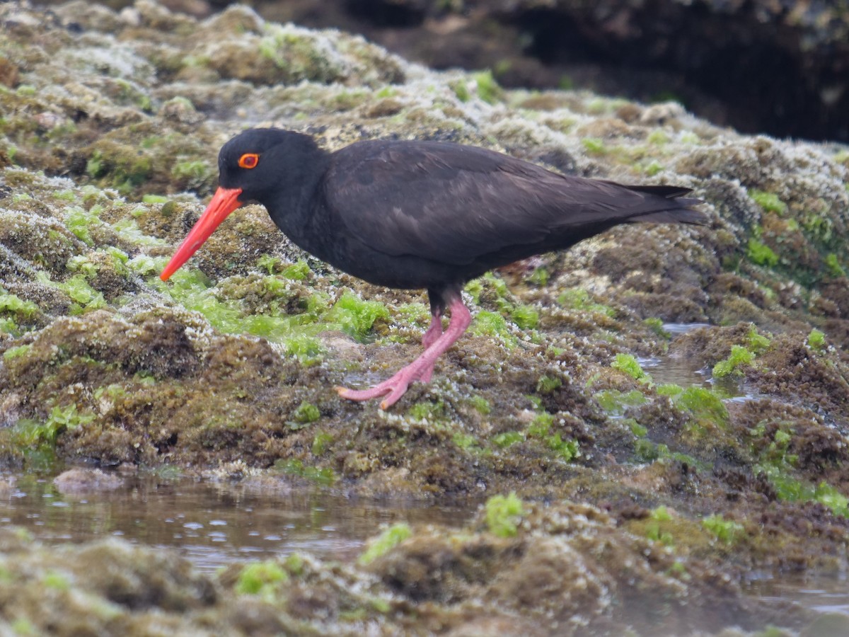 Sooty Oystercatcher - ML272535371