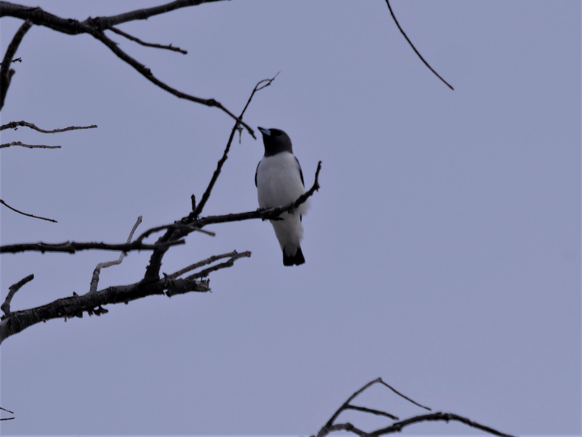 White-breasted Woodswallow - Frank Coman