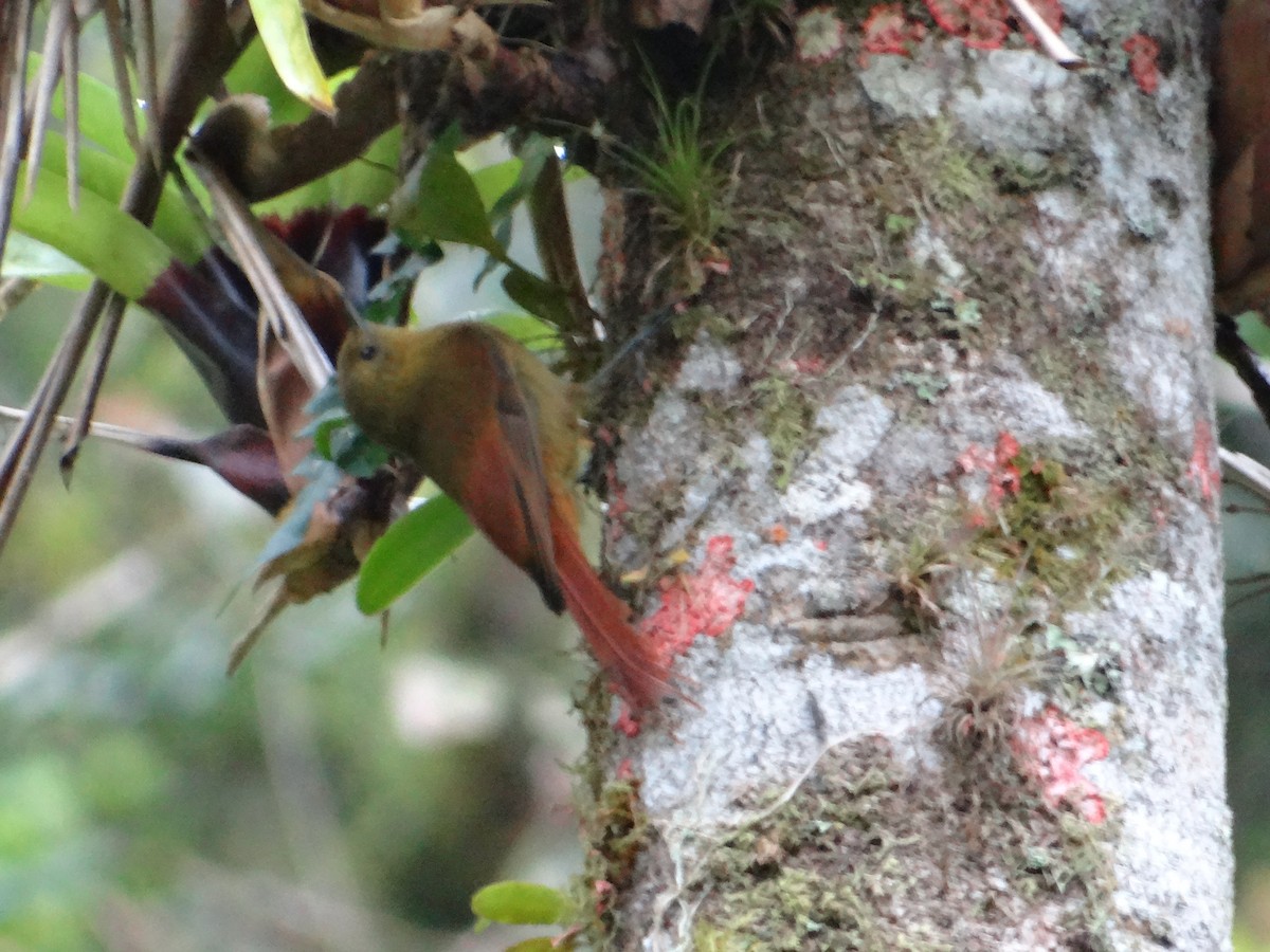 Olivaceous Woodcreeper - ML272538721