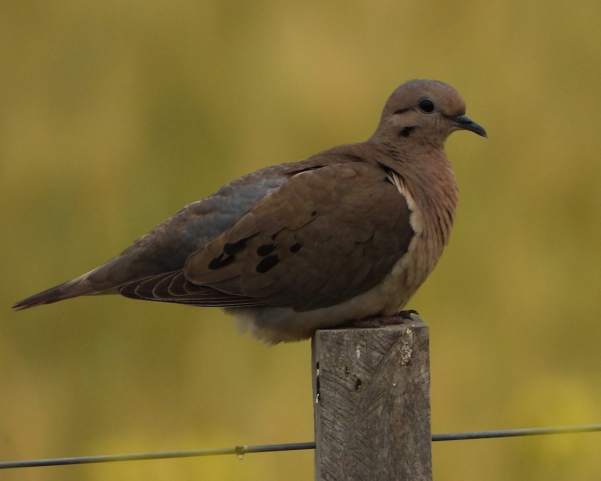 Eared Dove - ML272538921