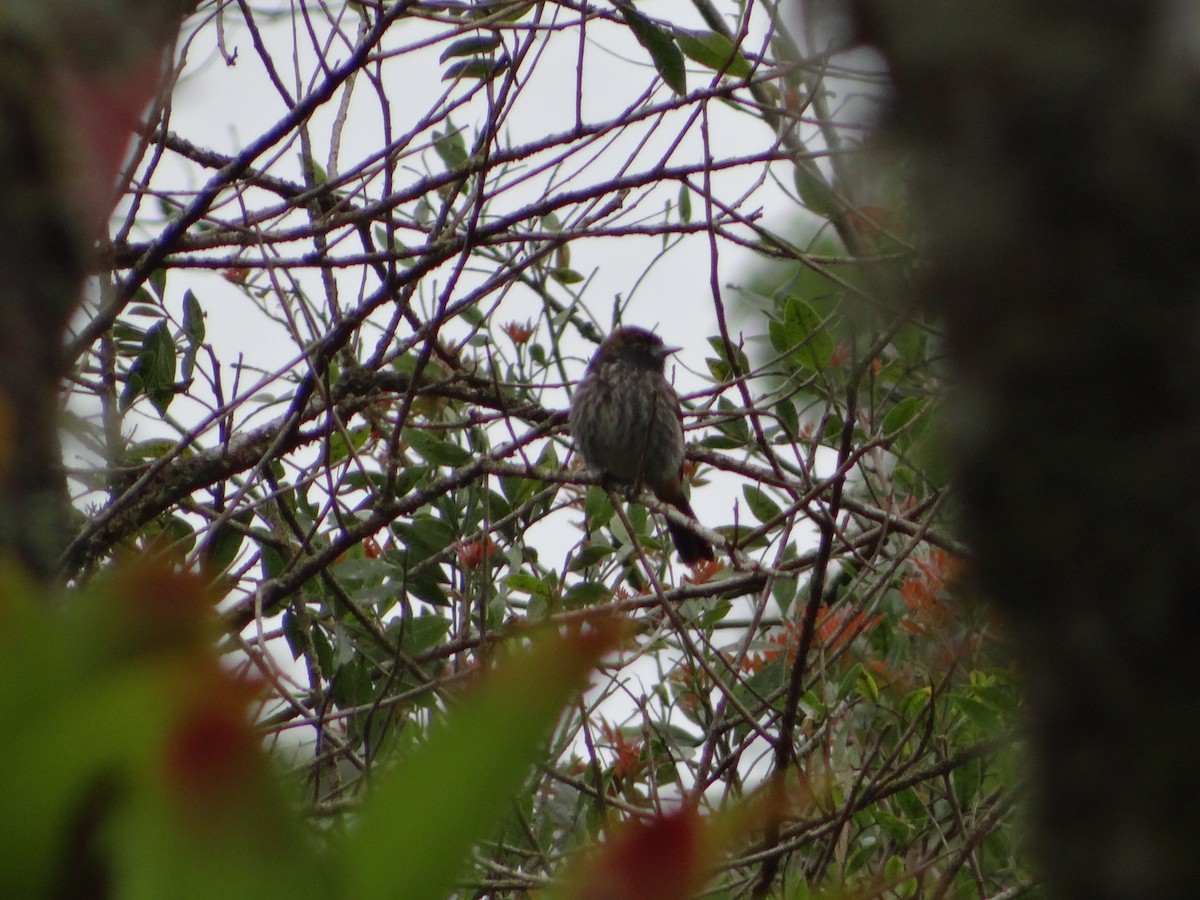 Blue-billed Black-Tyrant - ML272539731