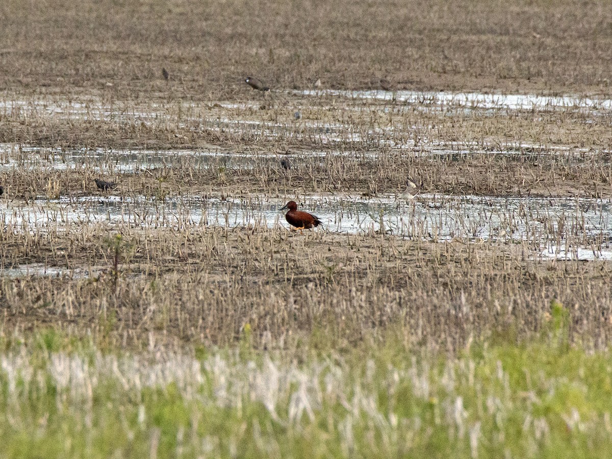 Cinnamon Teal - John Lindsey