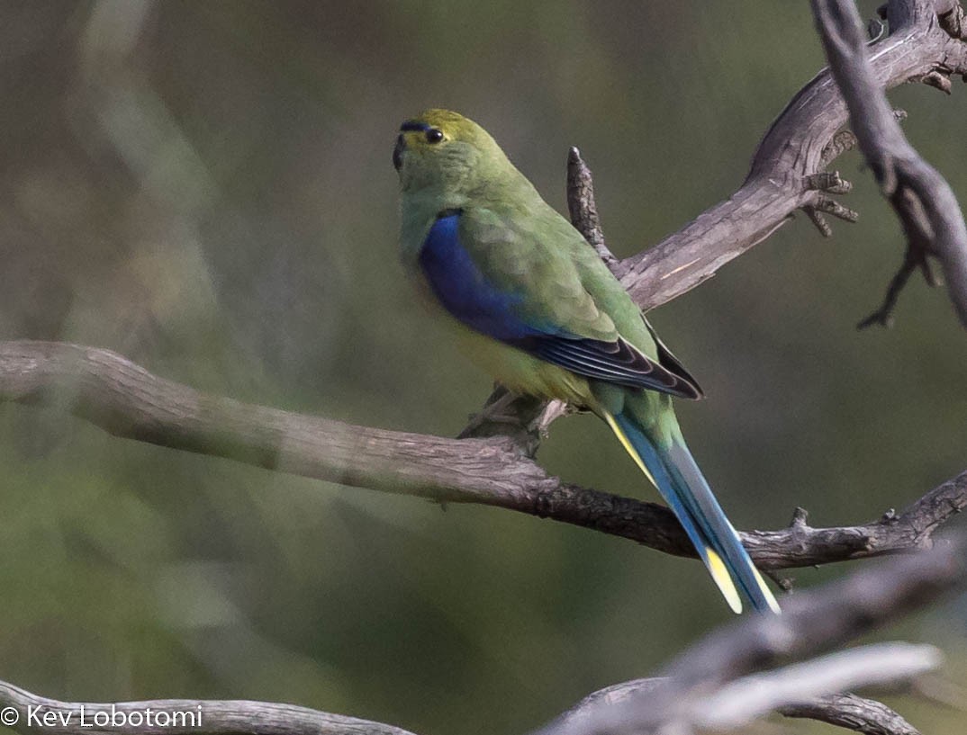 Blue-winged Parrot - ML272540541