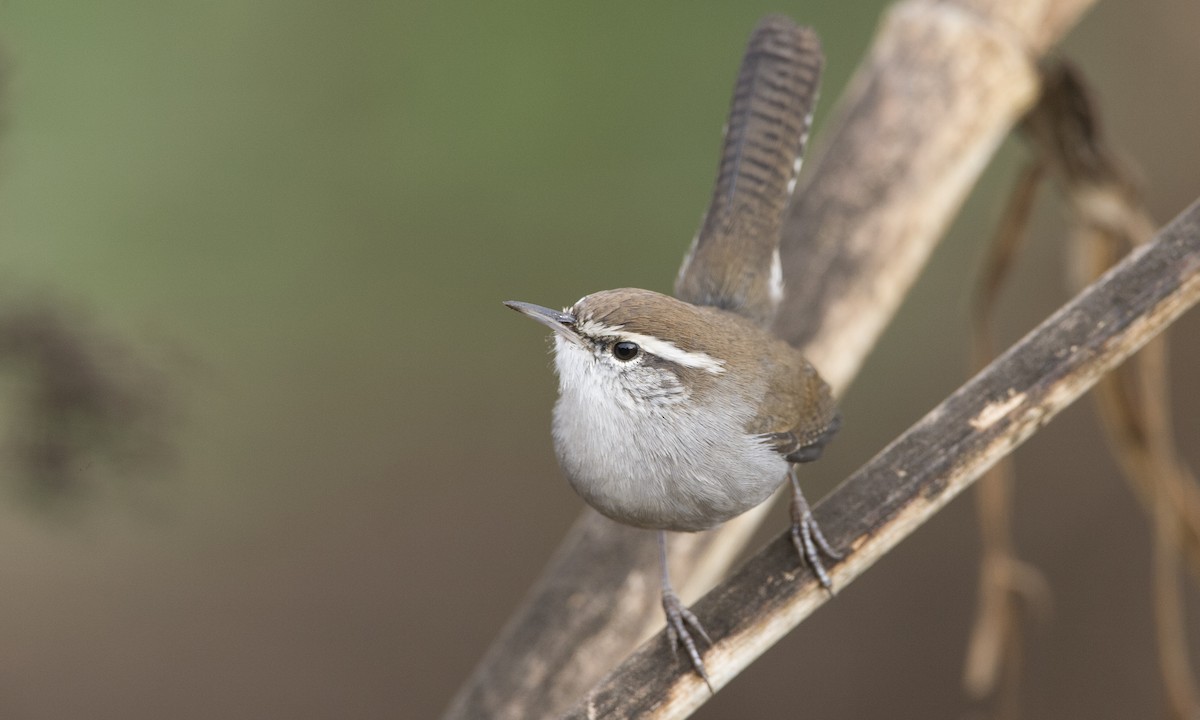 Bewick's Wren (spilurus Group) - Brian Sullivan