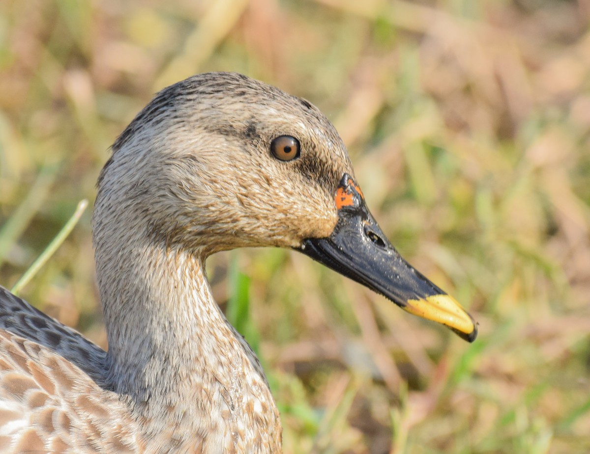 Indian Spot-billed Duck - Dr. Pankaj Chibber