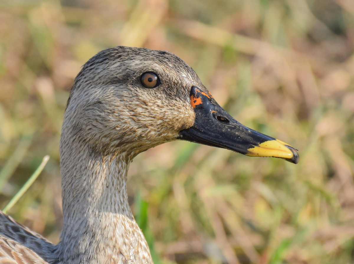 Indian Spot-billed Duck - Dr. Pankaj Chibber