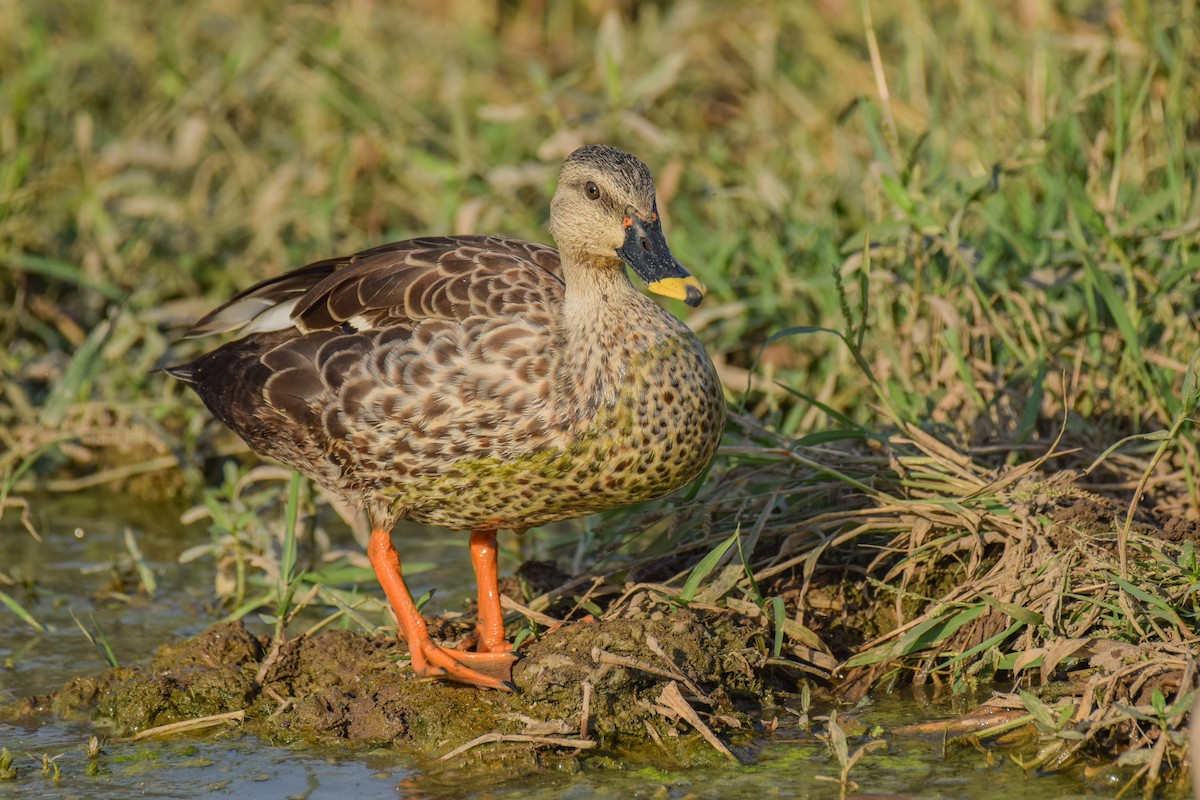 Indian Spot-billed Duck - Dr. Pankaj Chibber