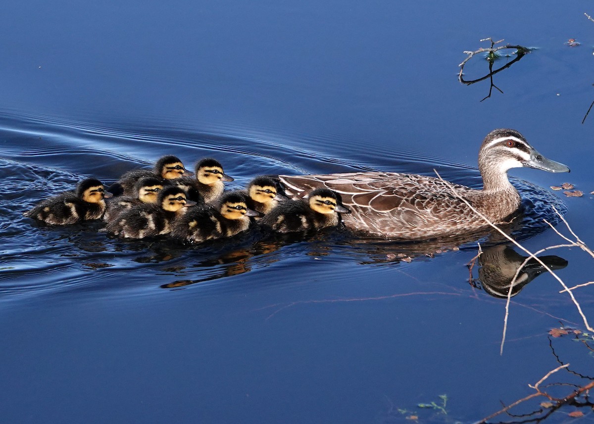 Pacific Black Duck - ML272543601
