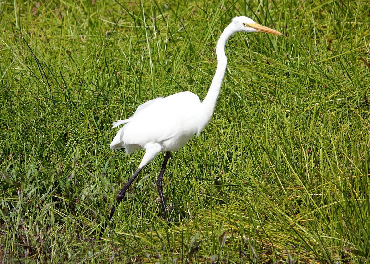 Great Egret - ML272543791