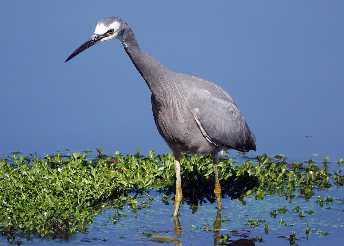 White-faced Heron - ML272544001