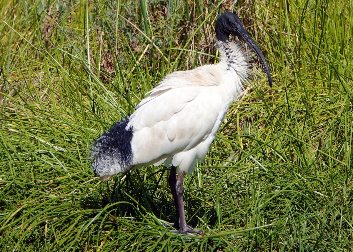 Australian Ibis - ML272544041