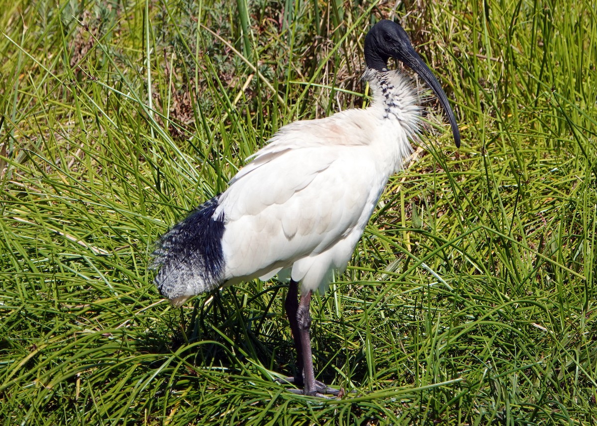 ibis australský - ML272544041