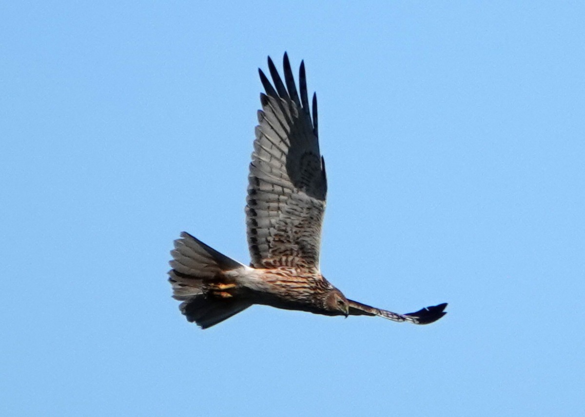 Swamp Harrier - ML272544101