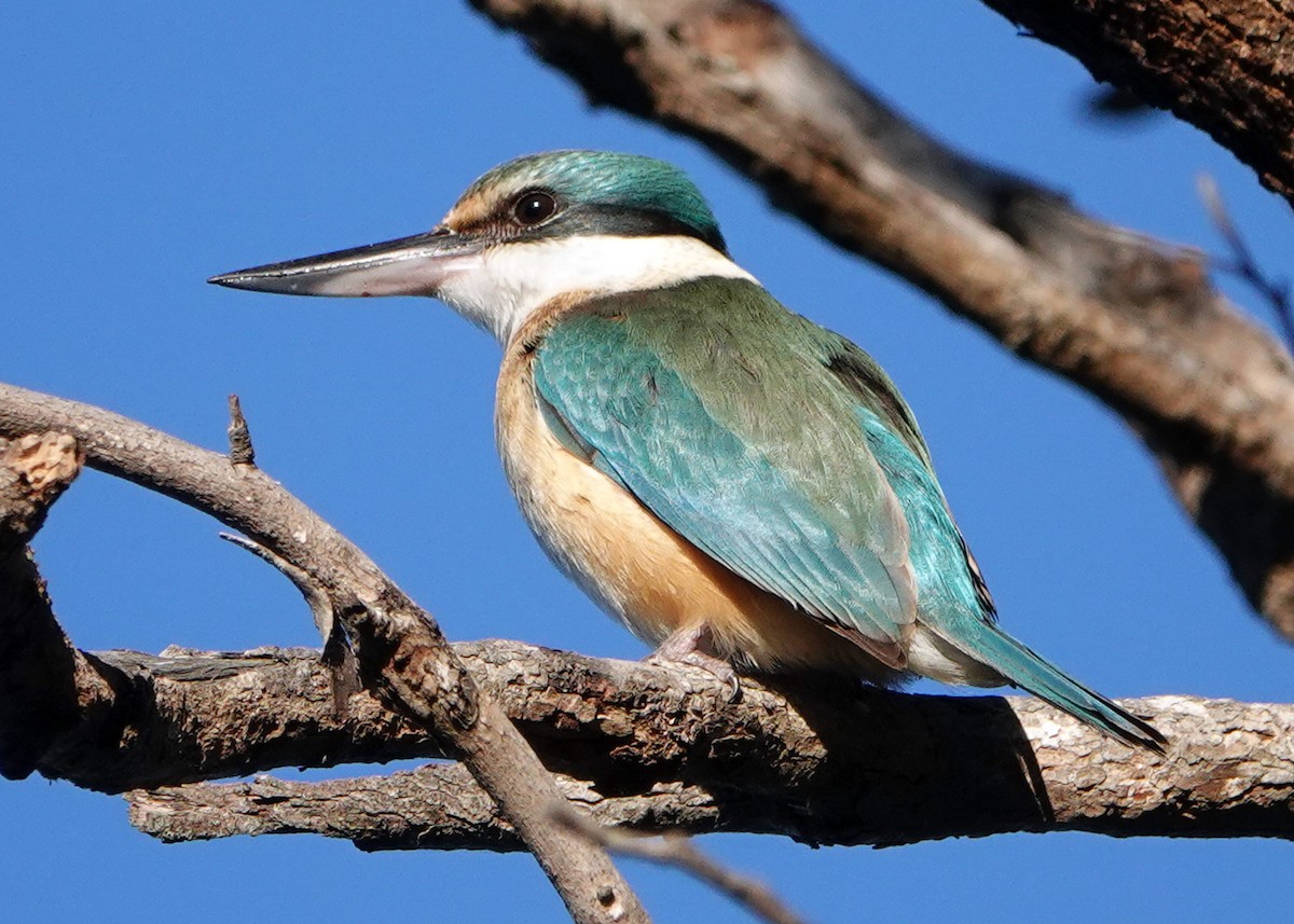 Sacred Kingfisher - ML272544281