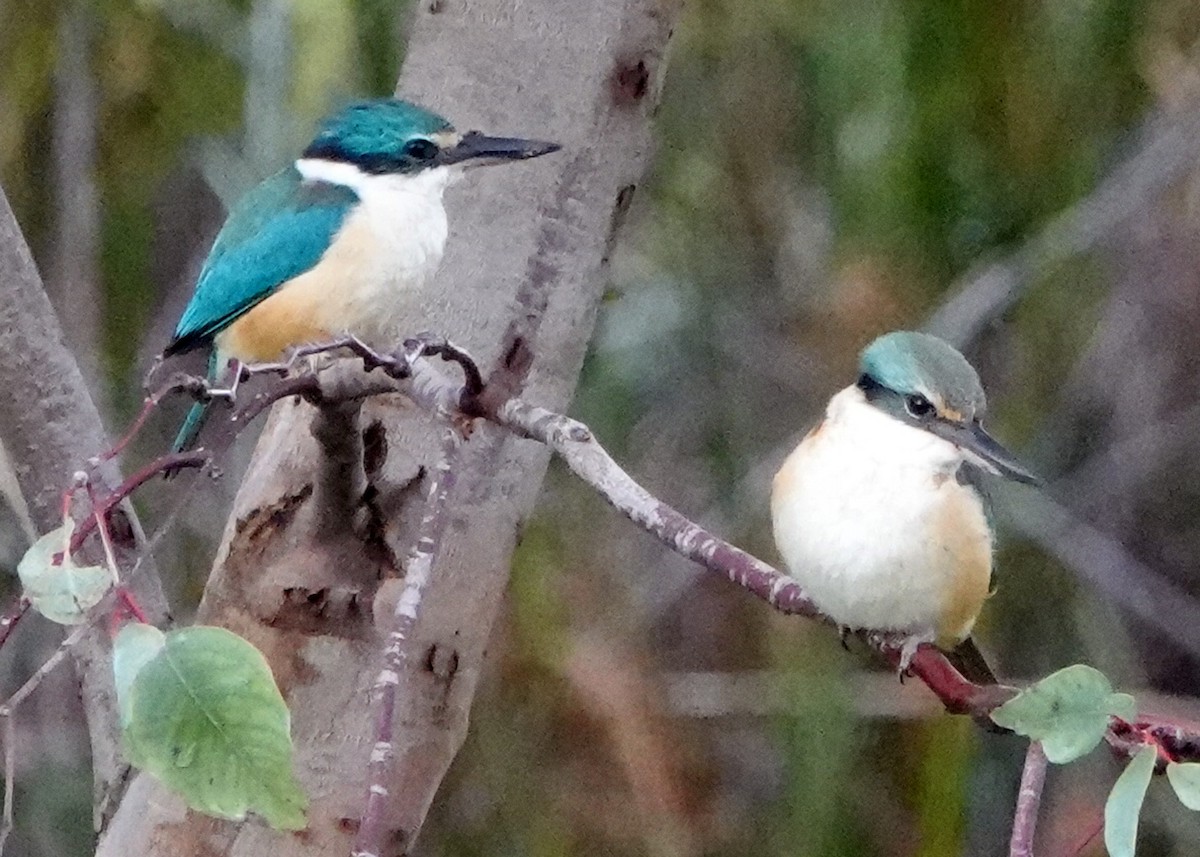 Sacred Kingfisher - ML272544391