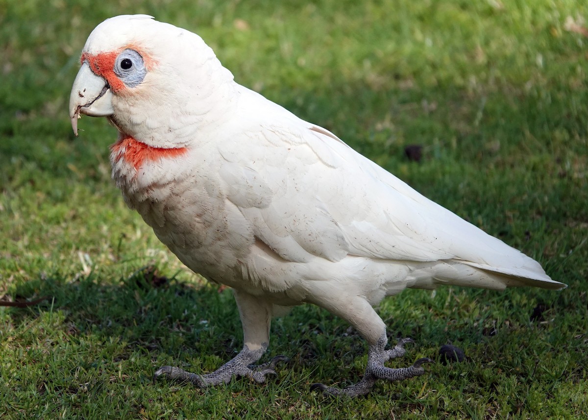 Long-billed Corella - ML272544481