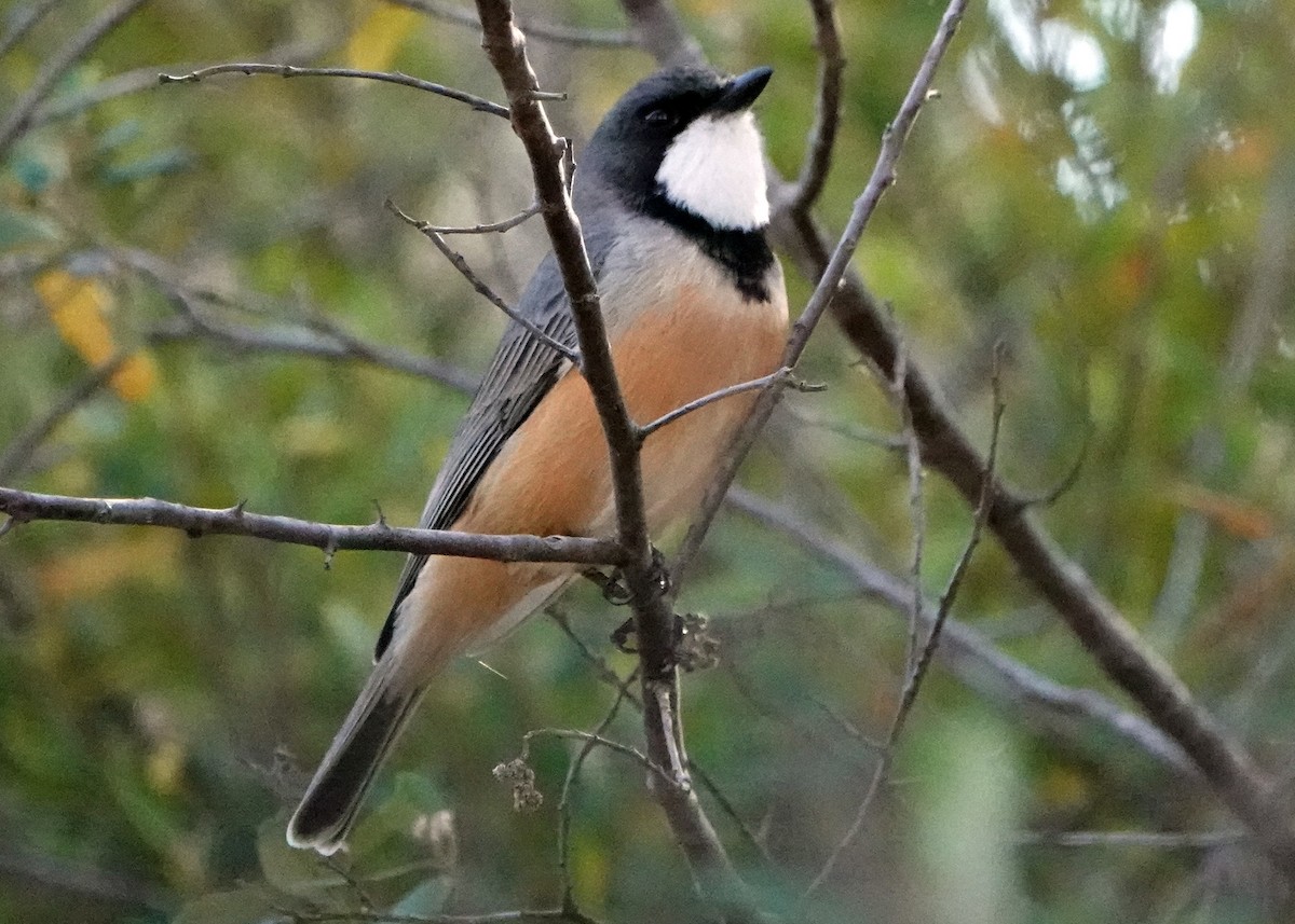 Rufous Whistler - ML272544611