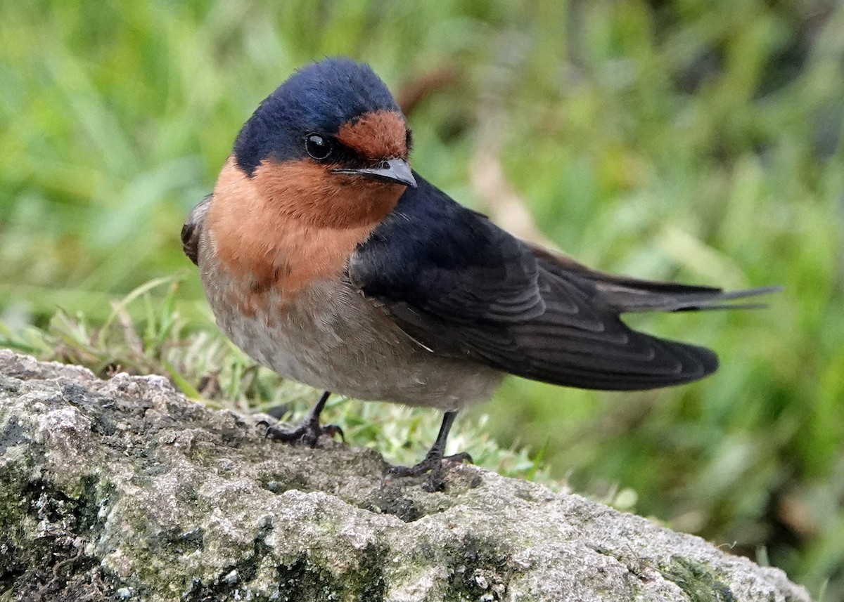 Golondrina Australiana - ML272544681