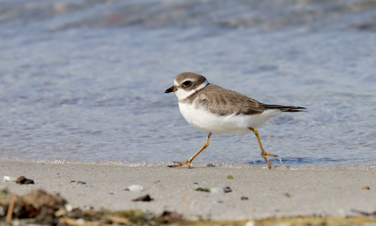 Semipalmated Plover - Alan Kneidel