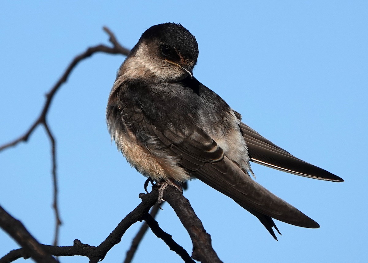 Golondrina Arborícola - ML272544821