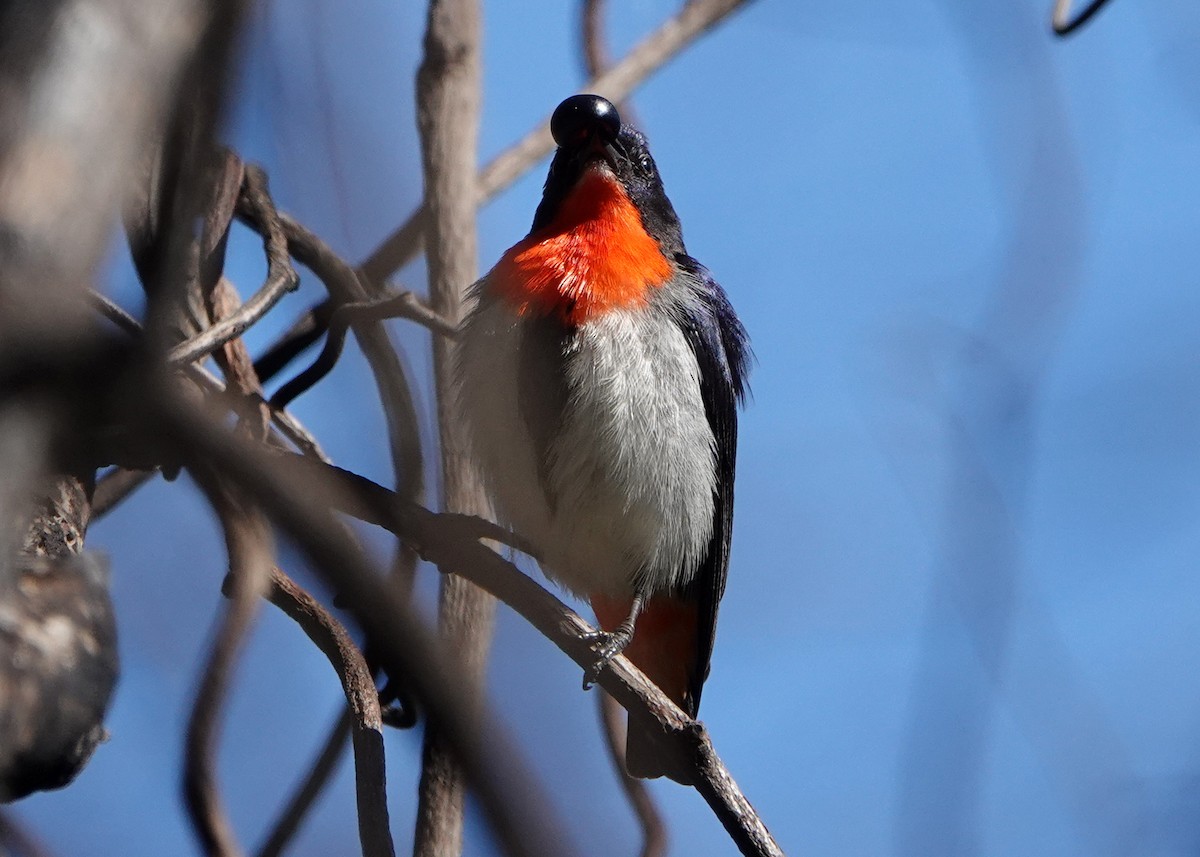 Mistletoebird - ML272544951