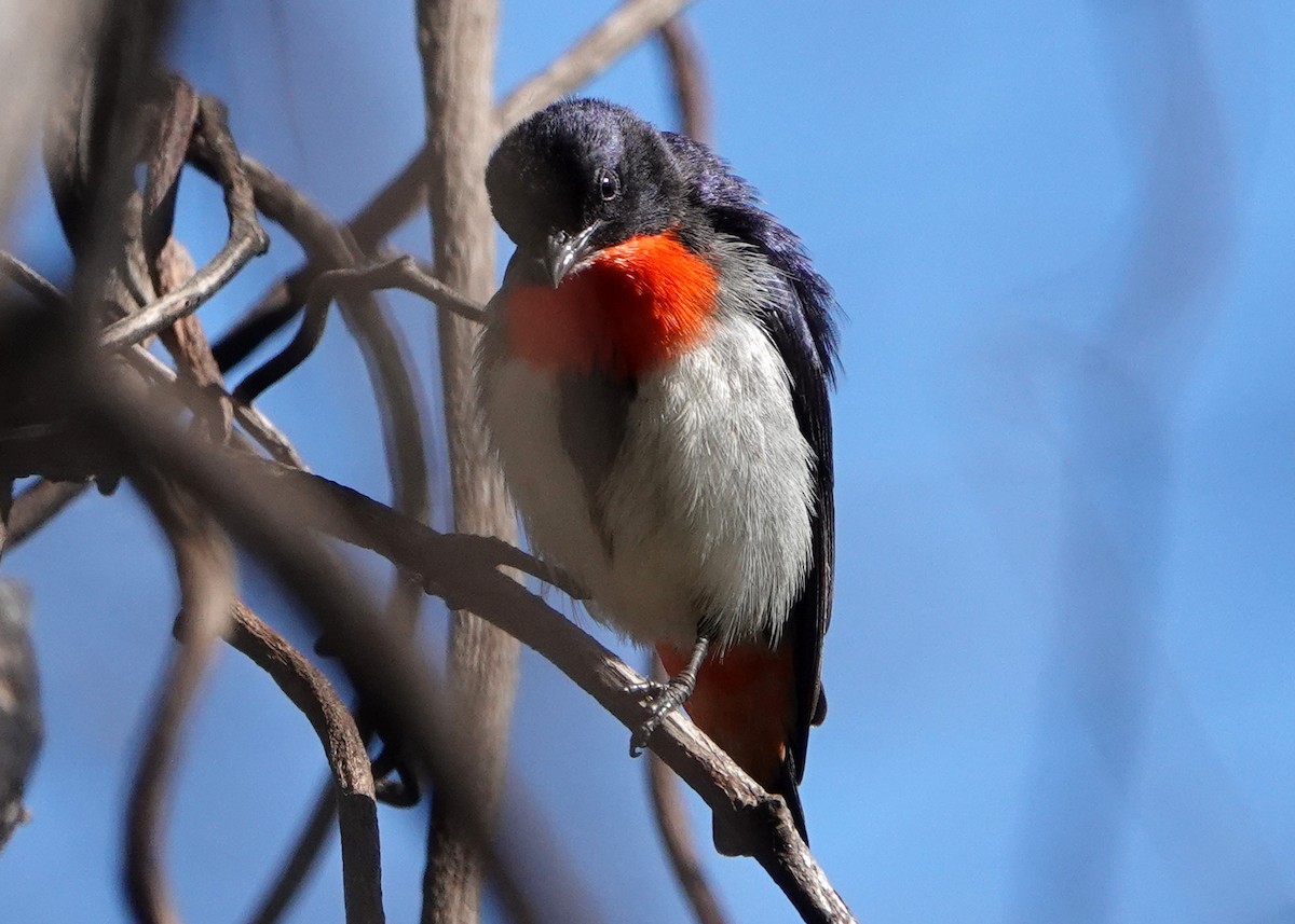 Mistletoebird - Homer Ford