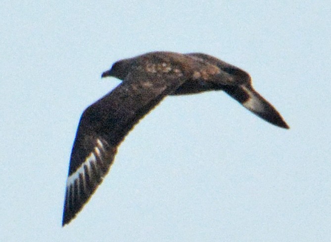 Great Skua - ML272546121