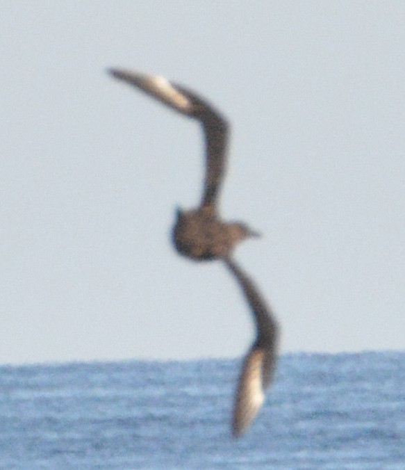 Skua - ML272546431