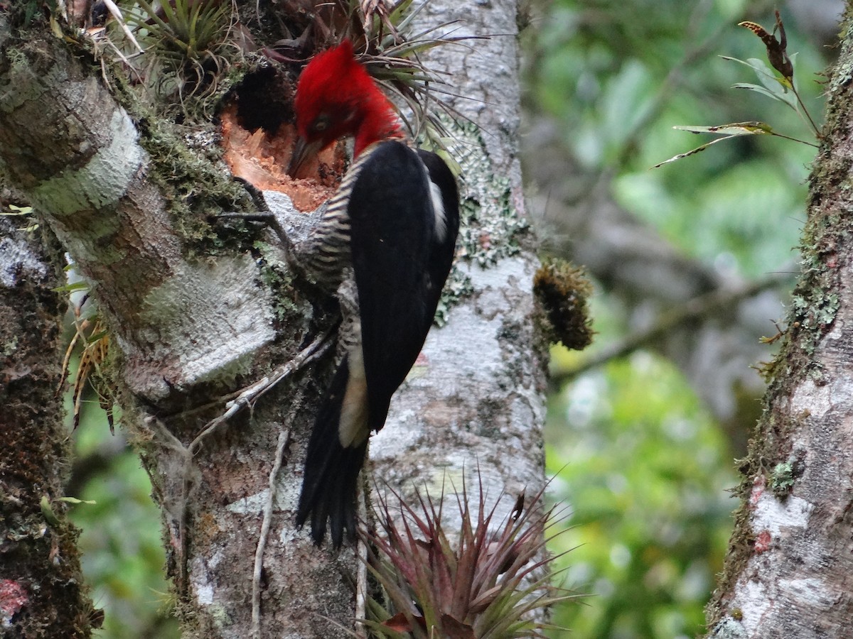 Robust Woodpecker - Guilherme Lopes