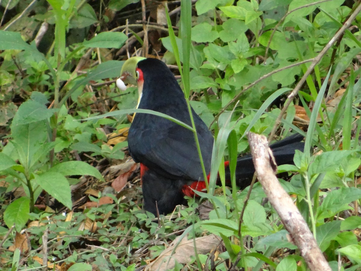 Red-breasted Toucan - ML272549731