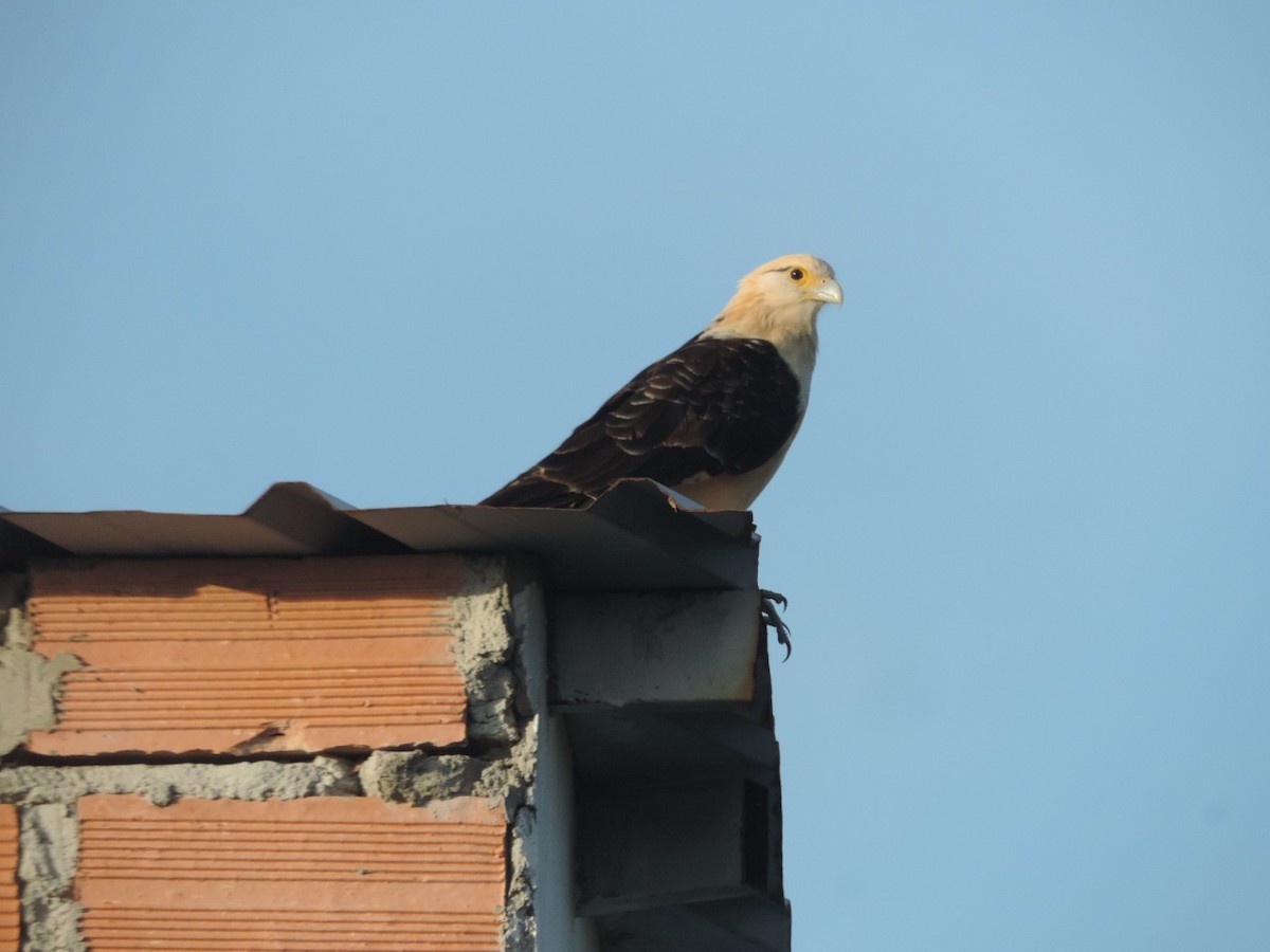 Caracara à tête jaune - ML272550261