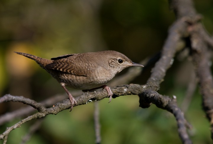 House Wren - ML272550541