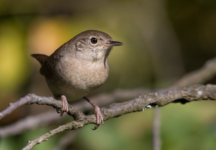 House Wren - Bill Hubick