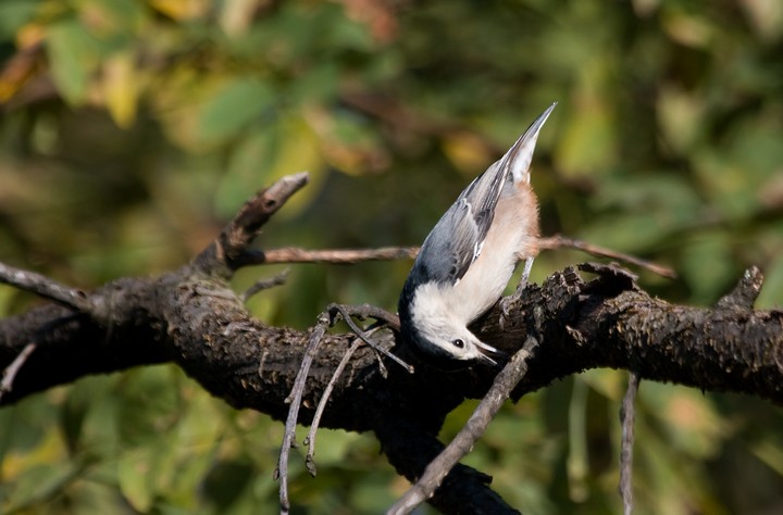 White-breasted Nuthatch - ML272550581
