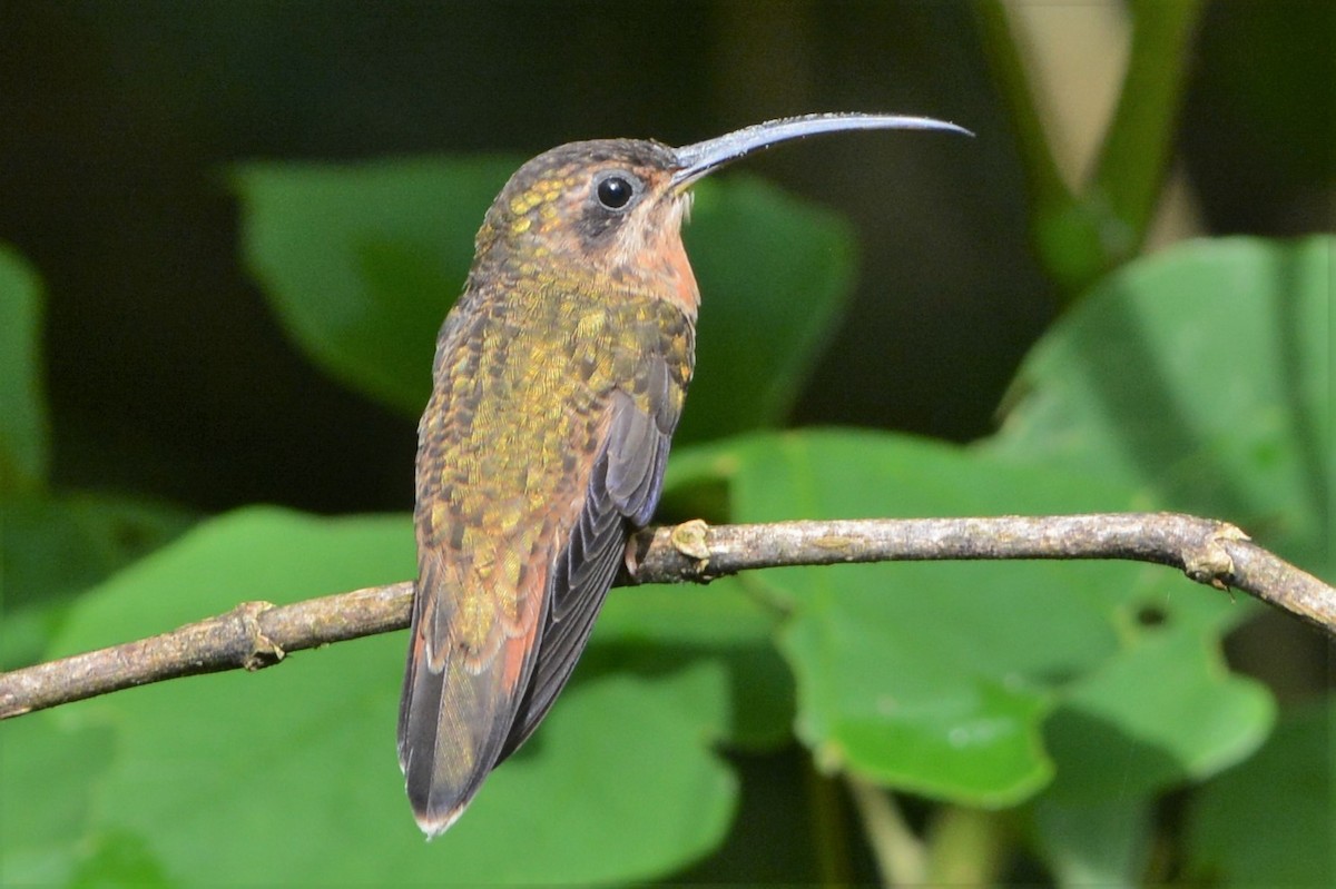 Kupferschattenkolibri - ML27255201