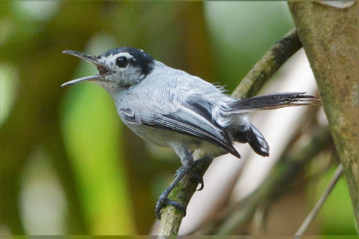 White-browed Gnatcatcher - ML27255211