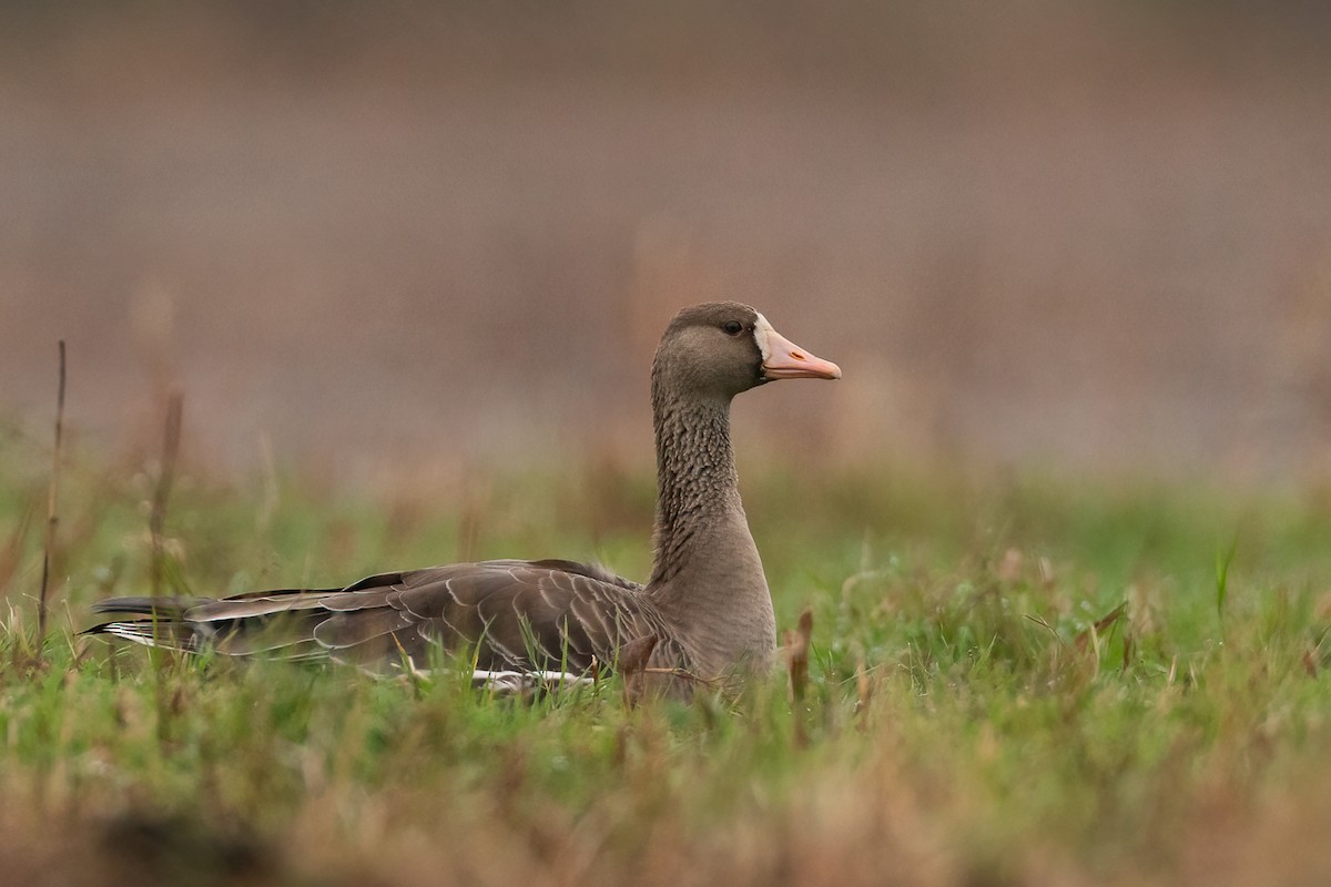 Greater White-fronted Goose - Geoff Newhouse