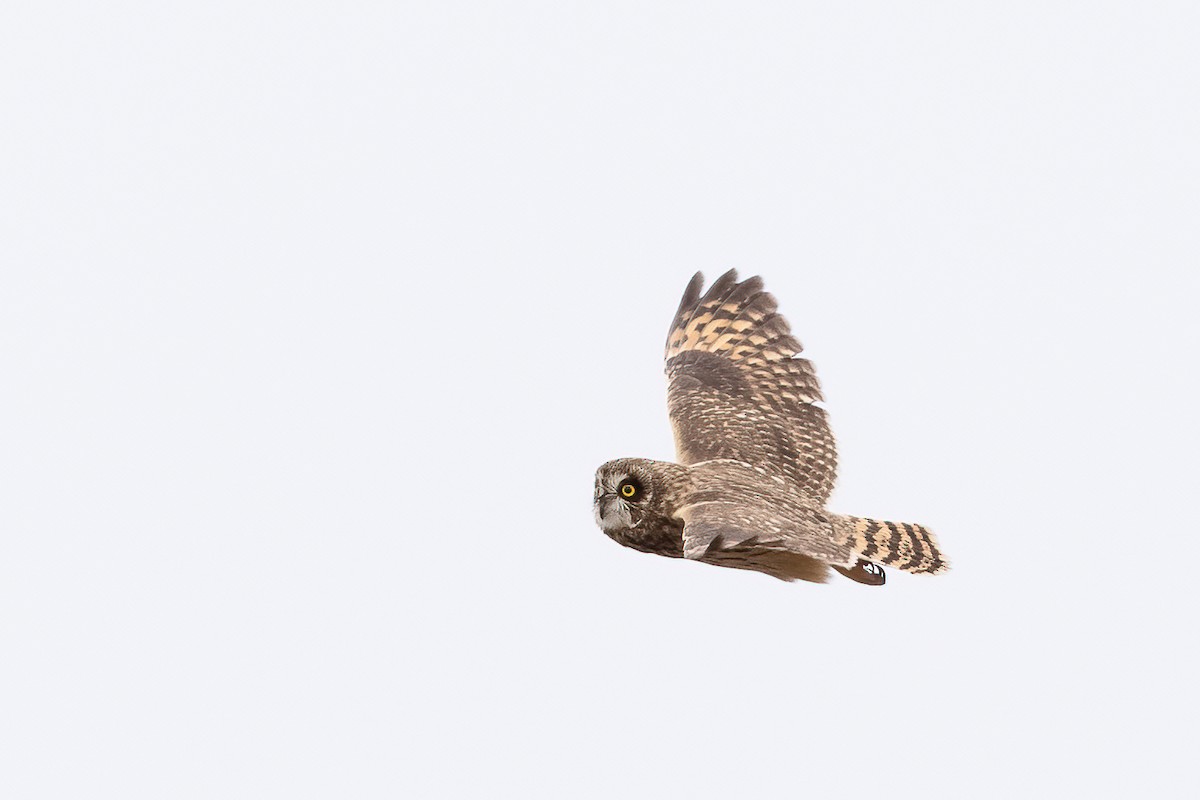 Short-eared Owl - Geoff Newhouse