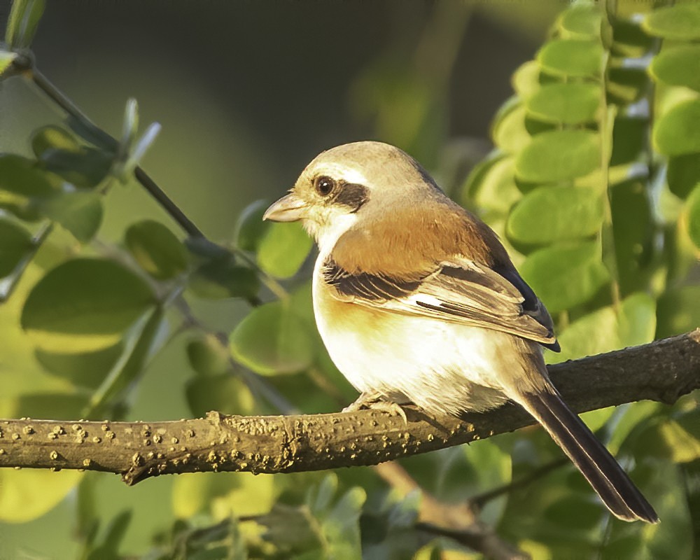 Bay-backed Shrike - ML272553931