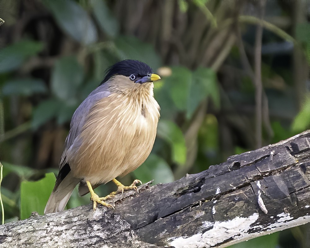 Brahminy Starling - ML272553941