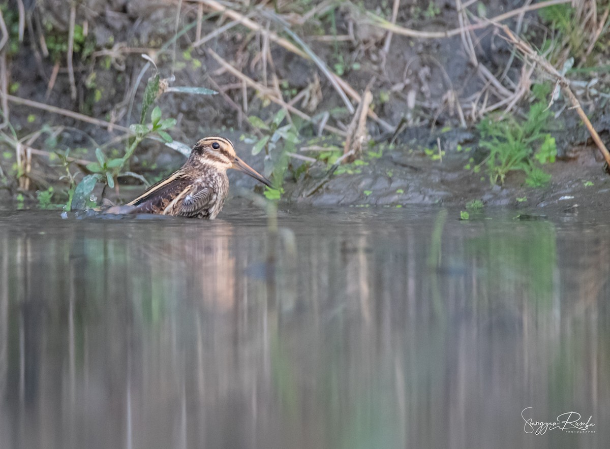 Jack Snipe - ML272555061